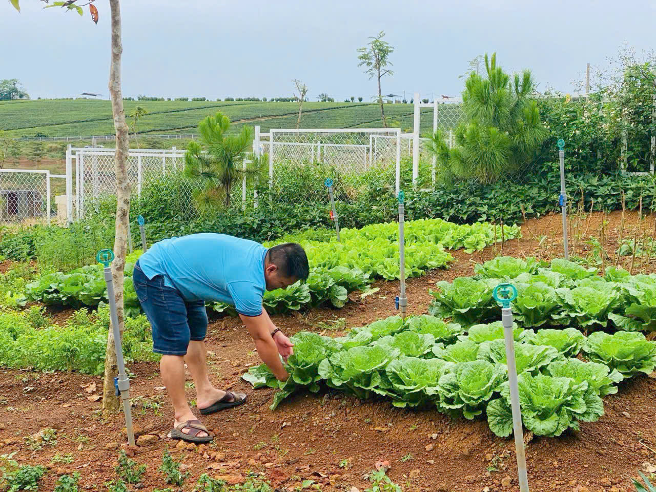 LÀNG OMM BẢO LỘC – NGÔI NHÀ THỨ 2 ĐÁNG SỞ HỮU 🌿