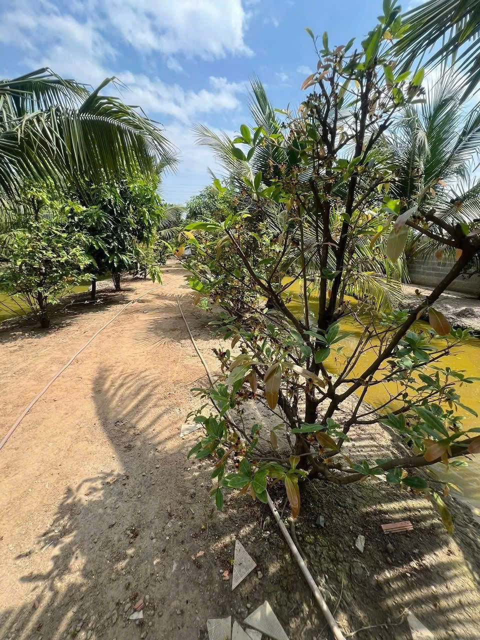 SIÊU PHẨM NHÀ VƯỜN NGHỈ DƯỠNG CỦ CHI – SÁT HÓC MÔN – CHỈ 15 TỶ‼️