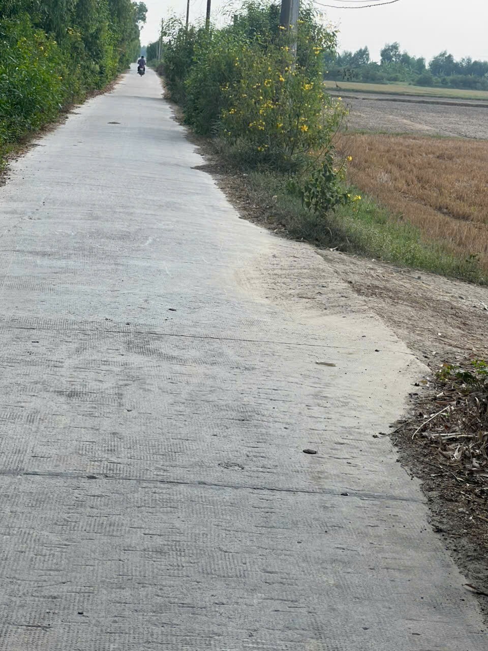 CƠ HỘI ĐẦU TƯ GIÁ TỐT - Chính Chủ Bán Gấp Lô Đất Trồng Lúa Xã Bình Thành, Đức Huệ, Long An